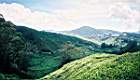 29-Cameron Highlands, champs de the.JPG